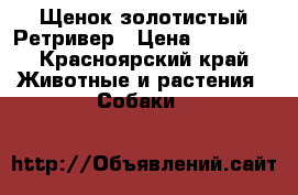 Щенок золотистый Ретривер › Цена ­ 10 000 - Красноярский край Животные и растения » Собаки   
